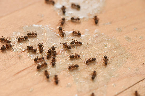 Best Emergency Pest Control  in Wind Gap, PA